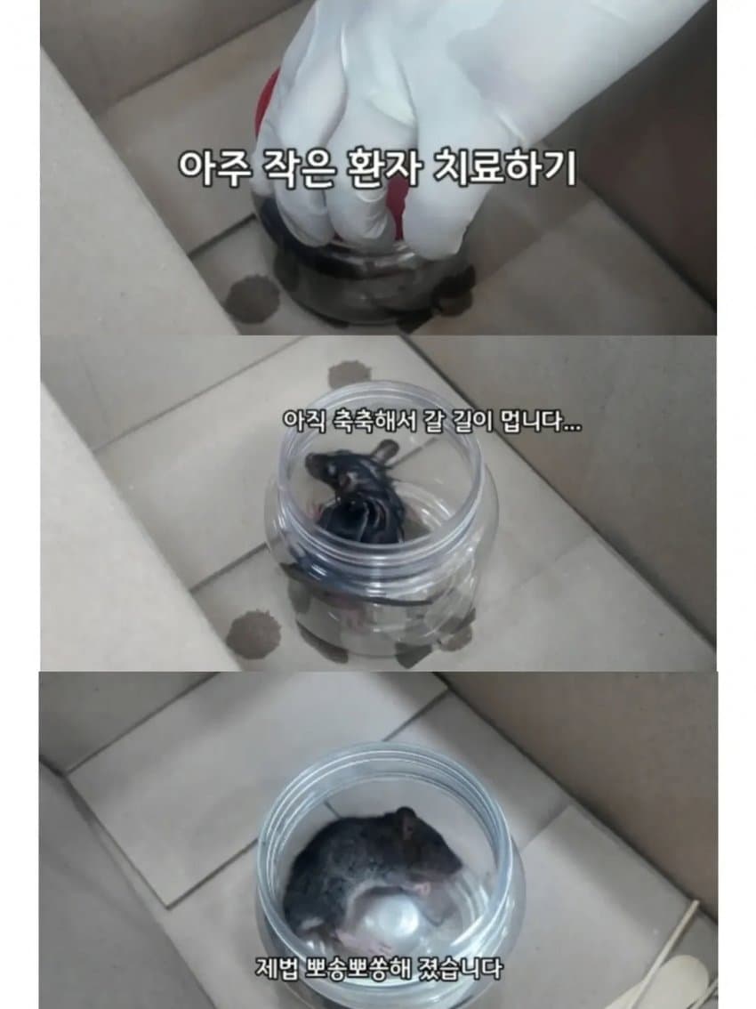 싱글벙글 2만원을 모아 동물병원 방문한 초등학생들 (11)