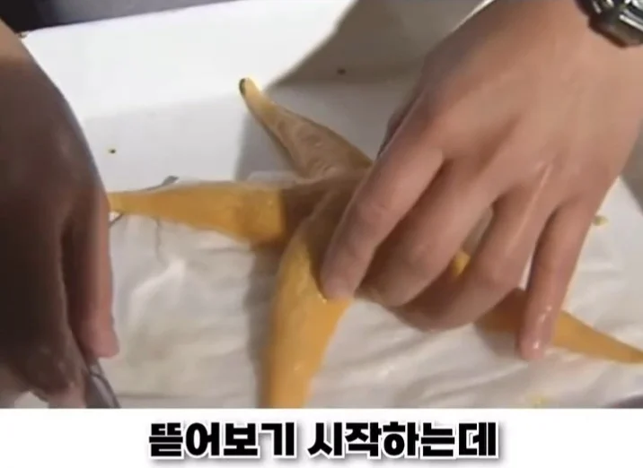 우리나라로 넘어온 바다의 무법자 불가사리의 최후 (20)