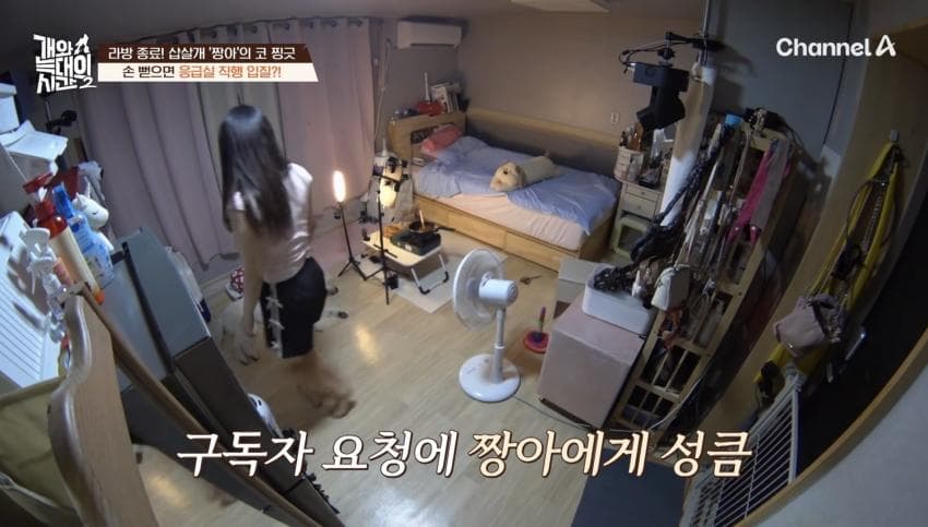 싱글벙글 반려견이 스트레스 받는데도 방송 촬영은 멈출 수 없다는 보호자 (10)