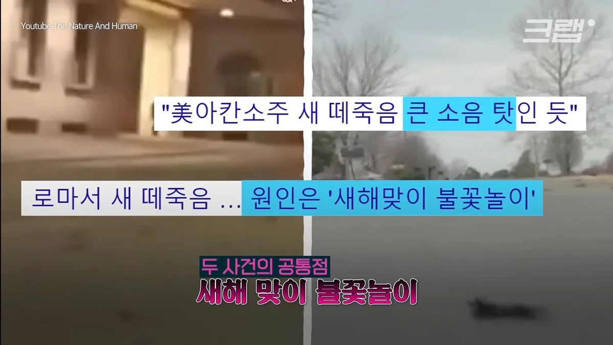 새들에겐 거의 전쟁난 수준이라는 불꽃축제 (7)