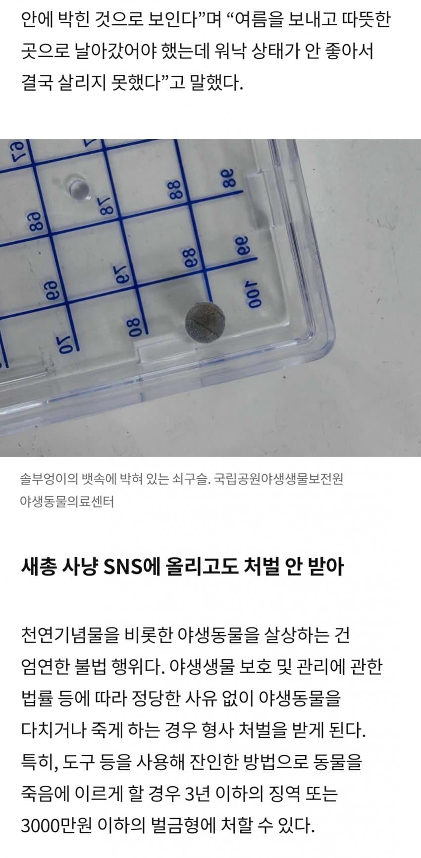 어떤새끼가 솔부엉이한테 총쐈냐 ㅅㅂ (3)