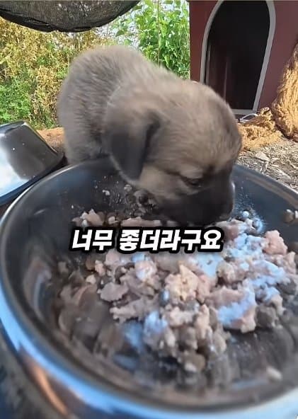 조회수1500만 견주 허락 없이 1개월 아기 강아지 그늘막 설치 사연, (41)