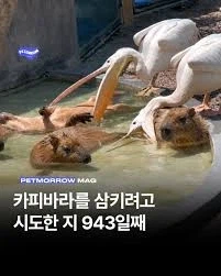 매일 유치원을 다녔던 일본의 팰리컨 gif.