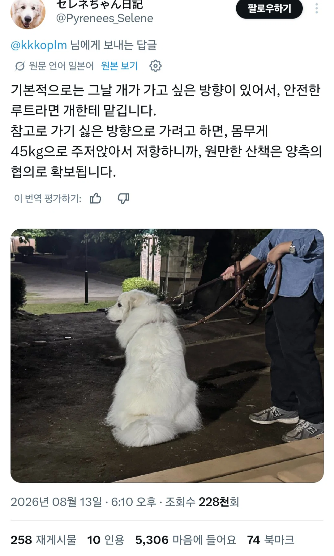강아지 산책 코스는 어떻게 정하나요? 강아지랑 상의하나? (2)