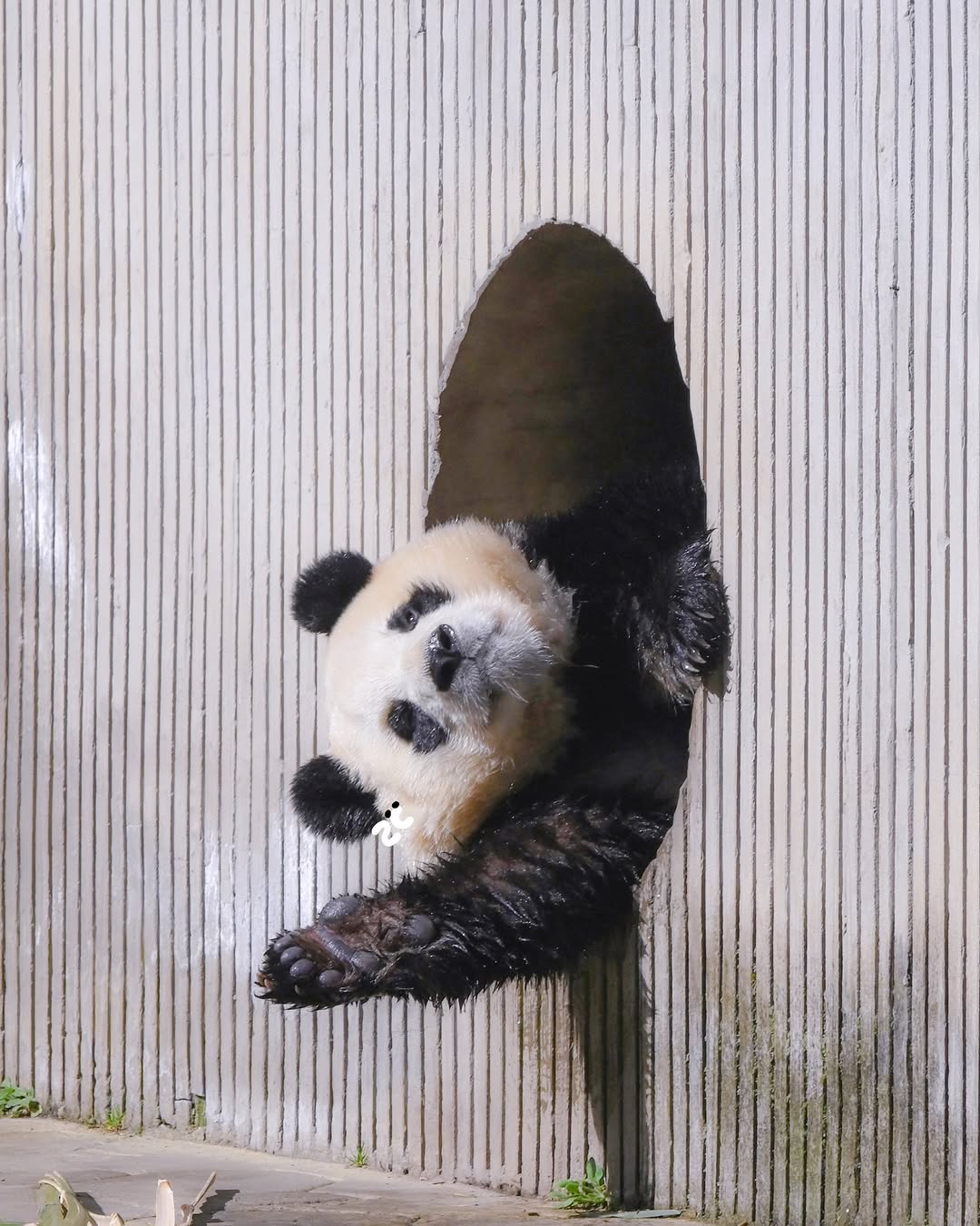 세탁기에서 탈출한 곰인형 푸바오💛🐼