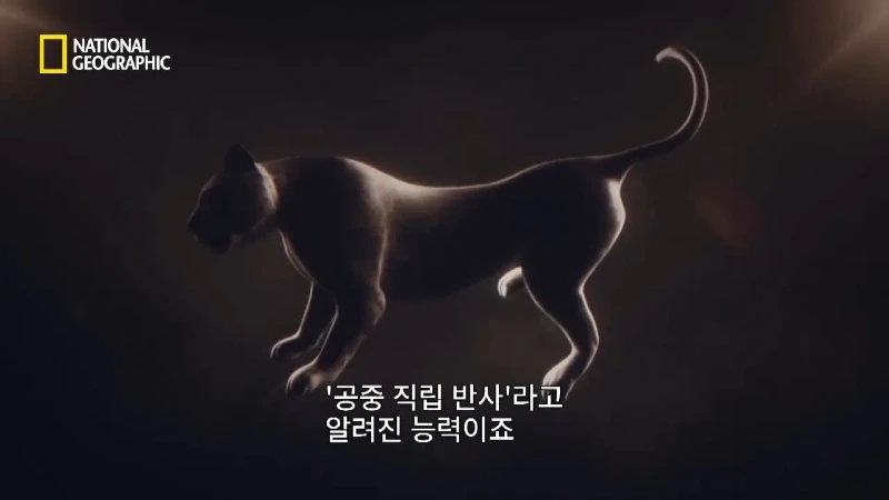사냥 중 120m 절벽 아래로 떨어진 눈표범. jpg & YouT