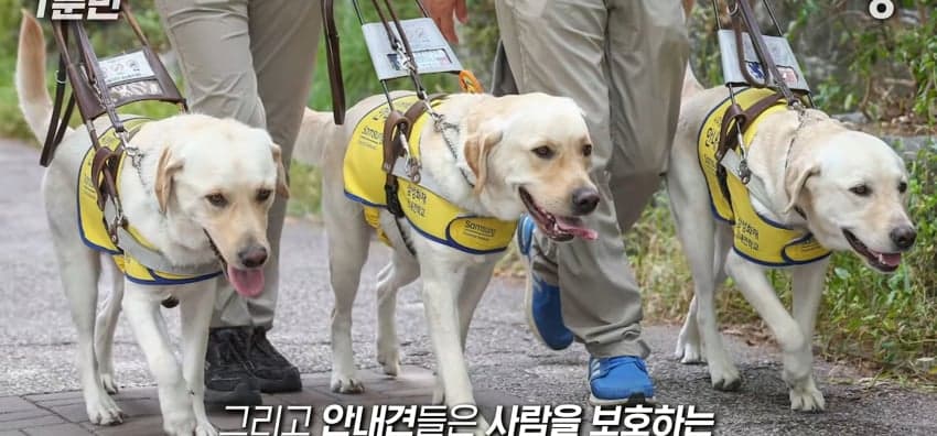안내견은 목적지를 어떻게 아는 걸까? (31)