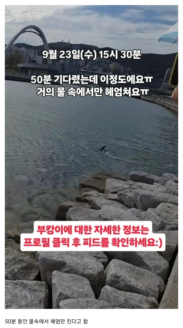북항 상어 막상 보러가서 실망한다는 부분