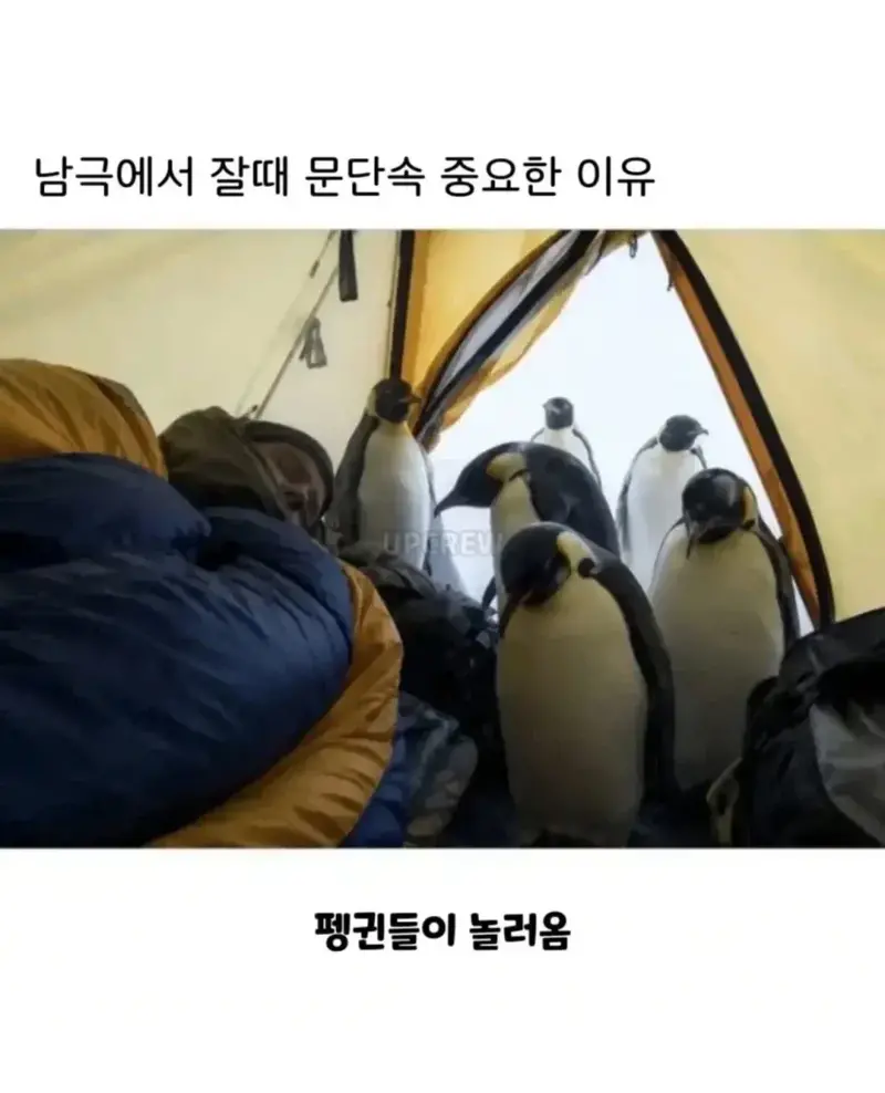 남극 캠핑시 문단속이 중요한 이유 (3)