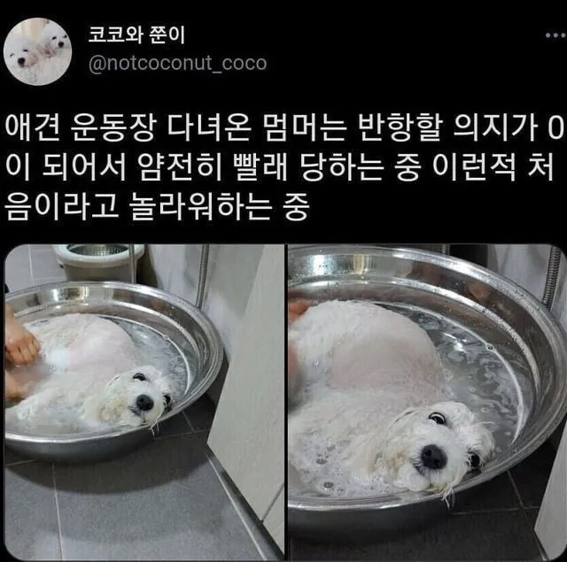 얌전히 빨래질 당하는 강아지