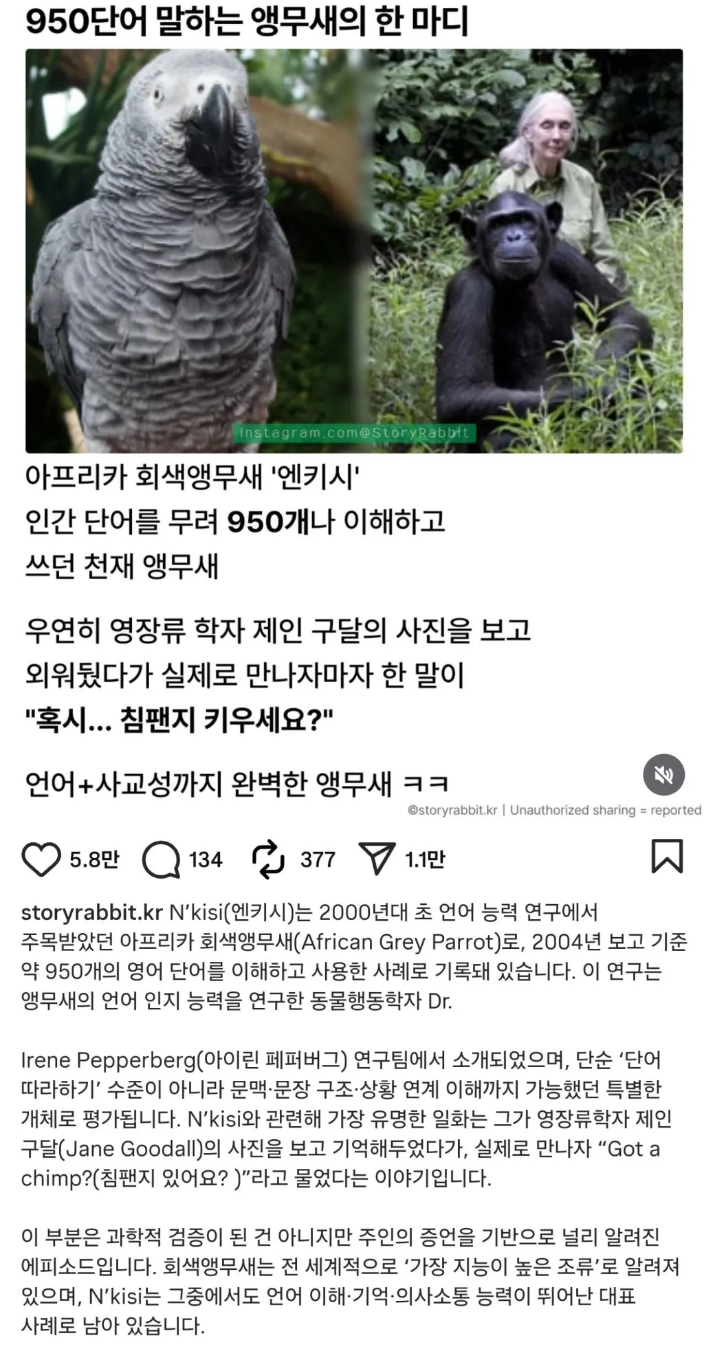 950단어 말하는 앵무새의 한 마디