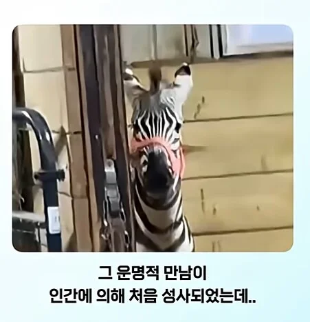 얼룩말 처음 본 말 반응.jpg