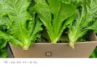 통로메인 청상추 2kg