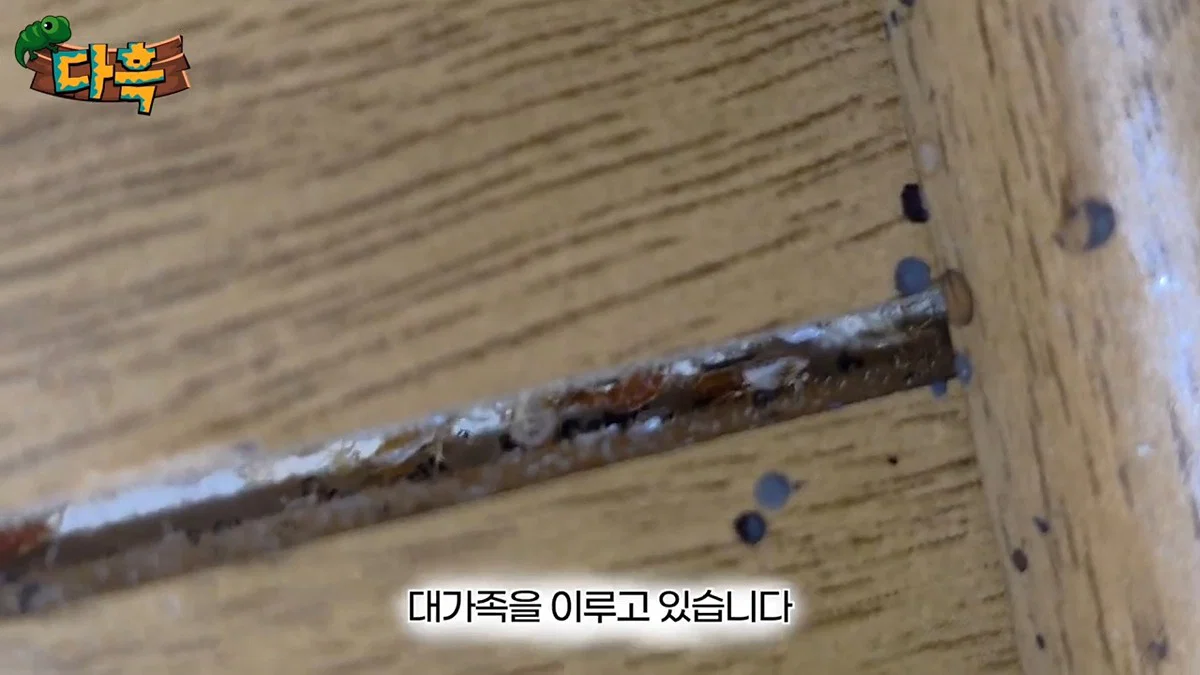 부산 찜질방 빈대 이슈 업로드한 유튜버 다흑... (35)