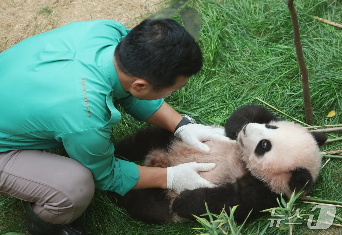 혼자서도 잘 노는 막둥이 슈바오🐼🩵 (2)