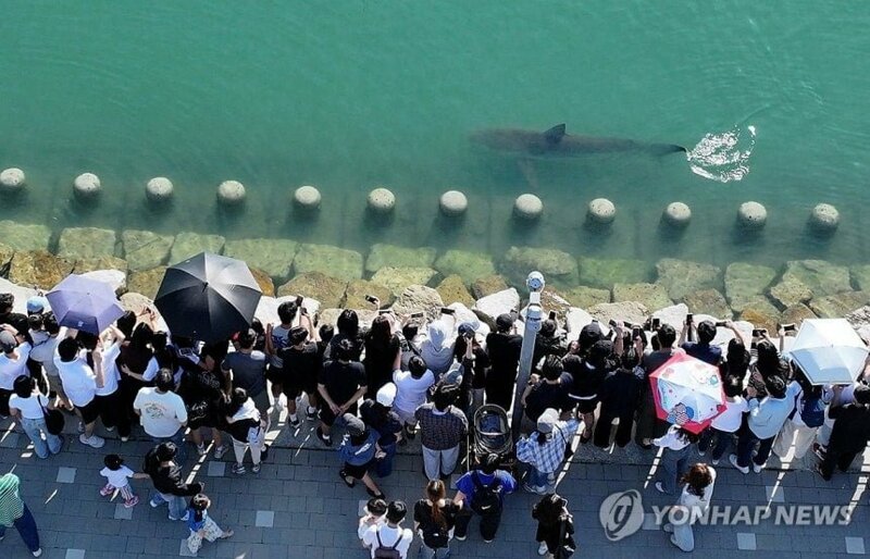 부산 상어 드론샷 (3)