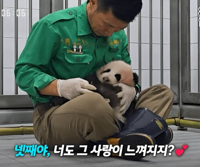 할부지 품안에서 녹아버린 슈크림🐼🩵 (3)