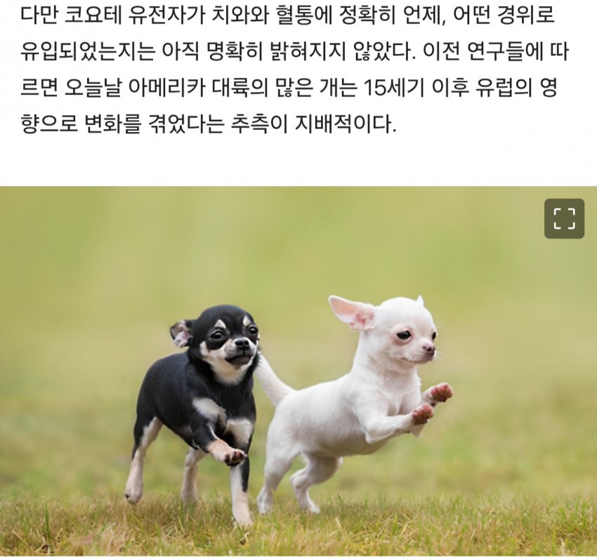 경악충격 치와와는 개가 아니었다?! (5)