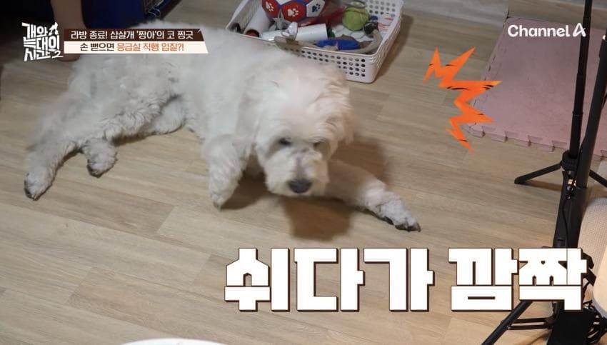싱글벙글 반려견이 스트레스 받는데도 방송 촬영은 멈출 수 없다는 보호자 (11)