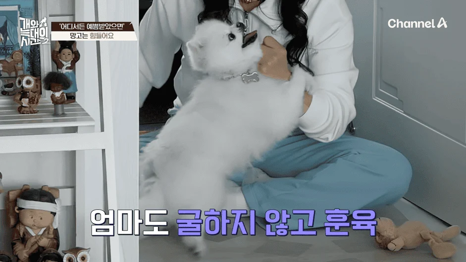 [#개와늑대의시간2] _저 같아도 물 것 같._ 하루에 개를 462번 부르는 보호자!_😨🚨 (귀에 딱지 앉을 듯.)🤕🐕 _ 개와 늑대의 시간2 17회 2-59 screenshot.png