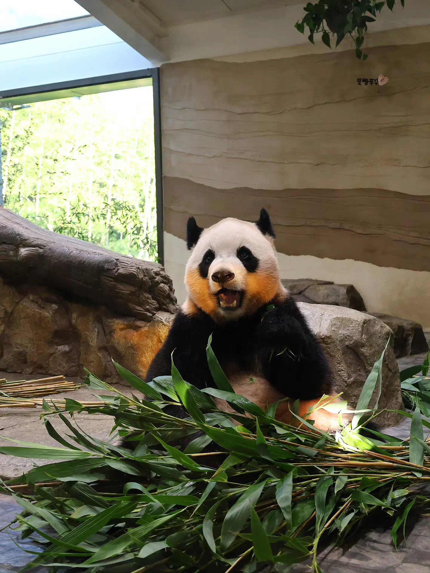 오후 햇살이 천연 블러셔가 되버린 루이바오💜🐼