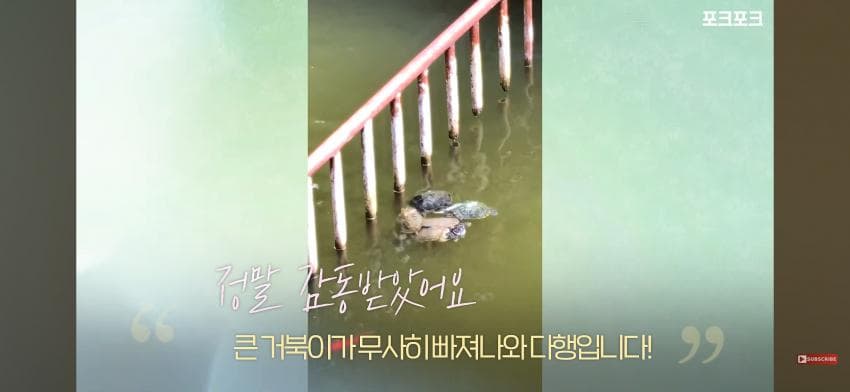 감동감동 큰 거북 곤경에 처하자 작은 거북들,얘들아 모여! (12)