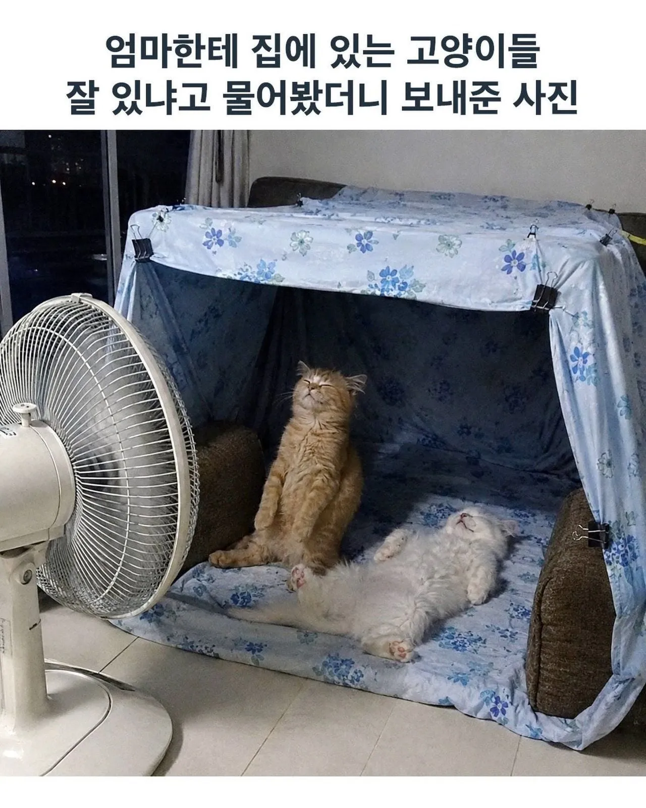엄마한테 집에 있는 고양이들 잘 있냐고 물어봤더니 보내준 사진