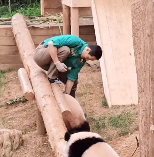 맘에 드는건 무조건 끌고가는 후이바오 🐼 🩷 (2)