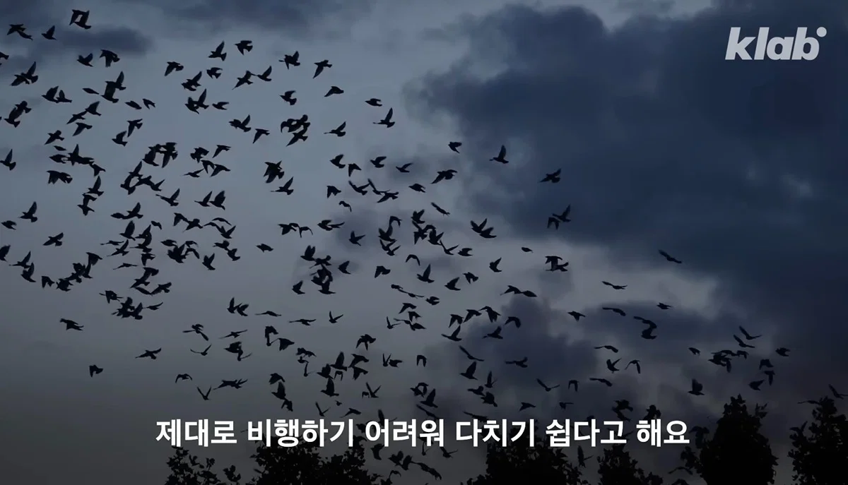 새들에겐 거의 전쟁난 수준이라는 불꽃축제 (21)