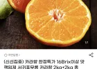 카라향 4kg 로얄과