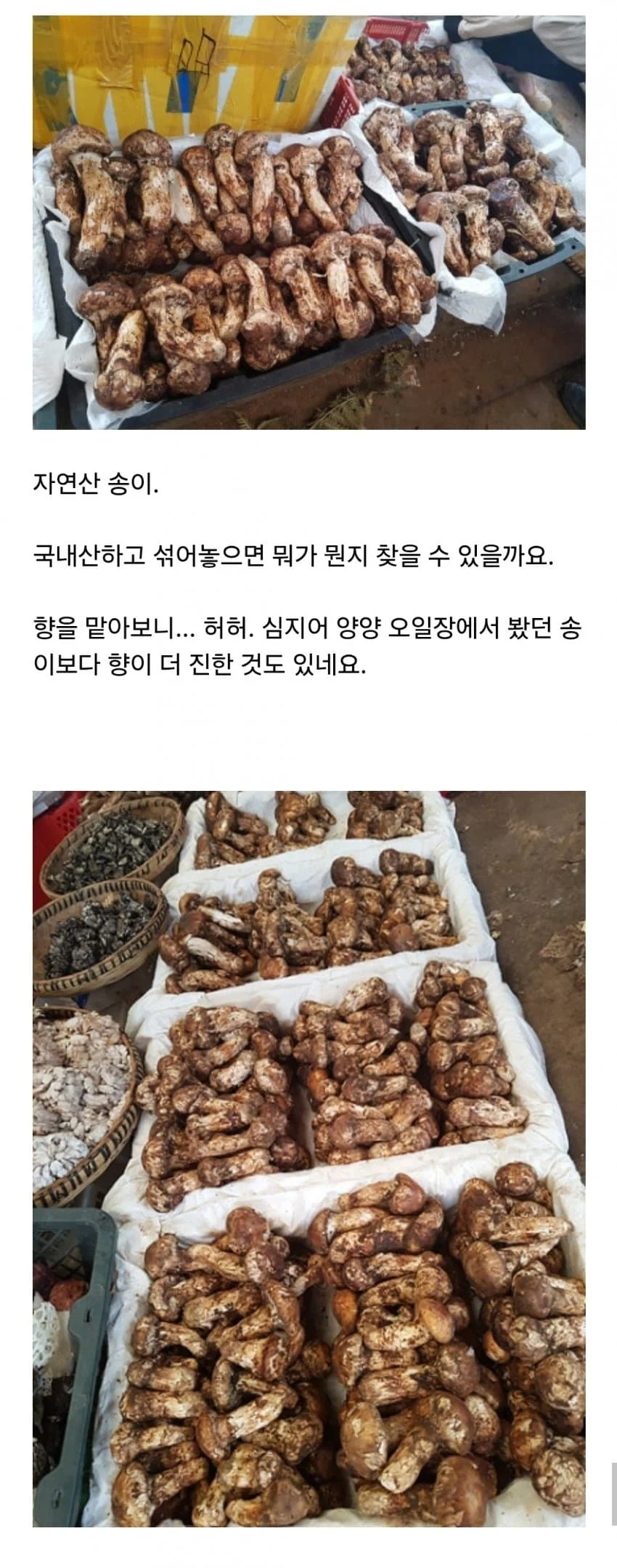 먹으면 이상한 환각이 보이는 독버섯.. (6)