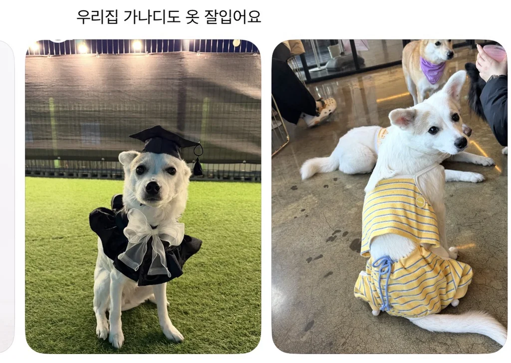 강아지 옷 샀는데 너무 과한가..? (5)