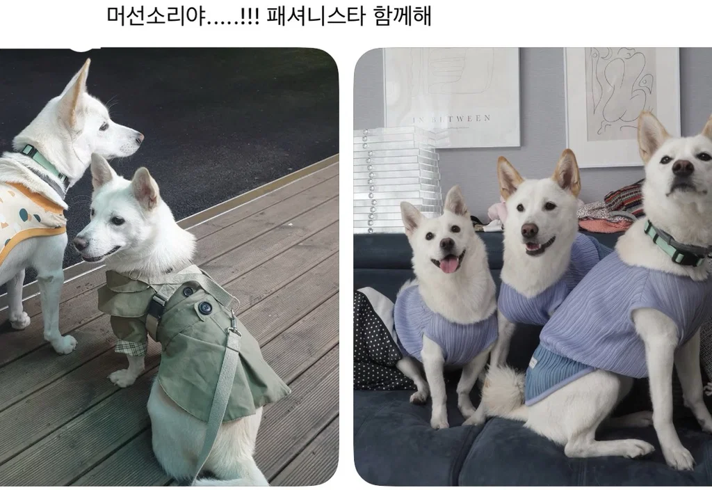 강아지 옷 샀는데 너무 과한가..? (6)