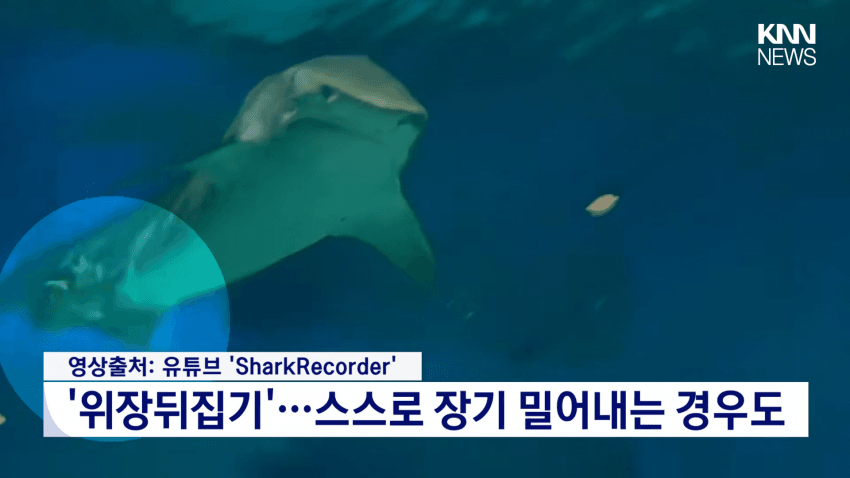 국민 상어 부캉이, 새끼 낳았나 (8)
