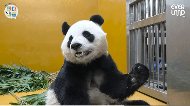 [판다와쏭] 루이후이 중국 유학 가기전까지 매일 출근하실거라는 송바오님💜🩷🐼🐼