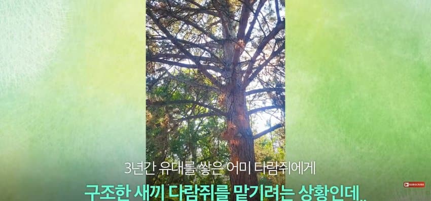 어미 다람쥐에게 갈곳 잃은 새끼 보여줬더니.. (18)
