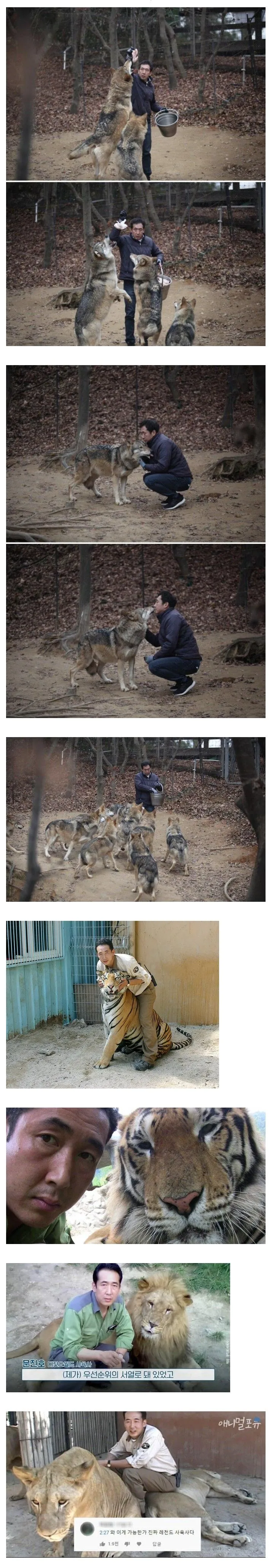 대전 오월드 늑대 사육사분..gif