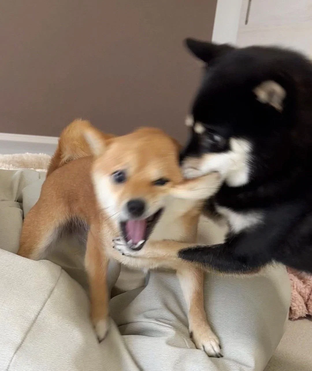 맘마를 맛있게 먹은게 분명한 아기냥이 (9)