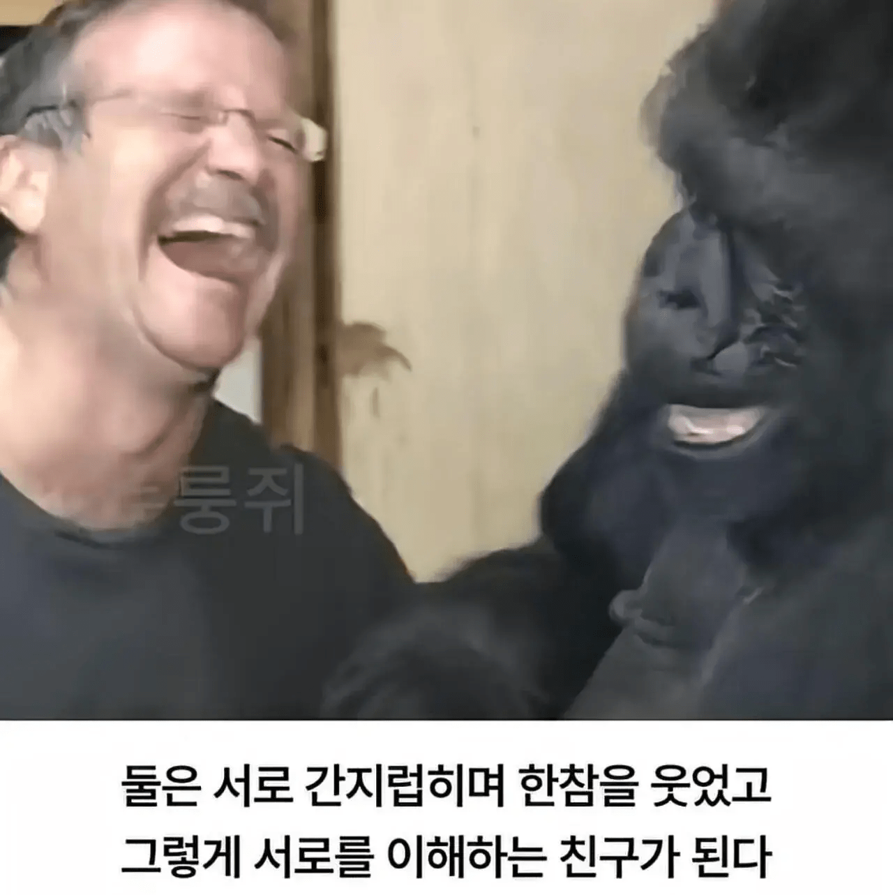세계 최초로 수어를 이용해 인간과의 대화에 성공한 고릴라 (8)