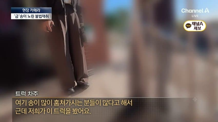 채널a) 송이버섯 1kg에 160만원...밤낮 추격전 (22)