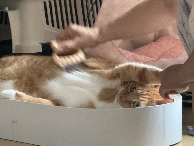 맘마를 맛있게 먹은게 분명한 아기냥이 (4)