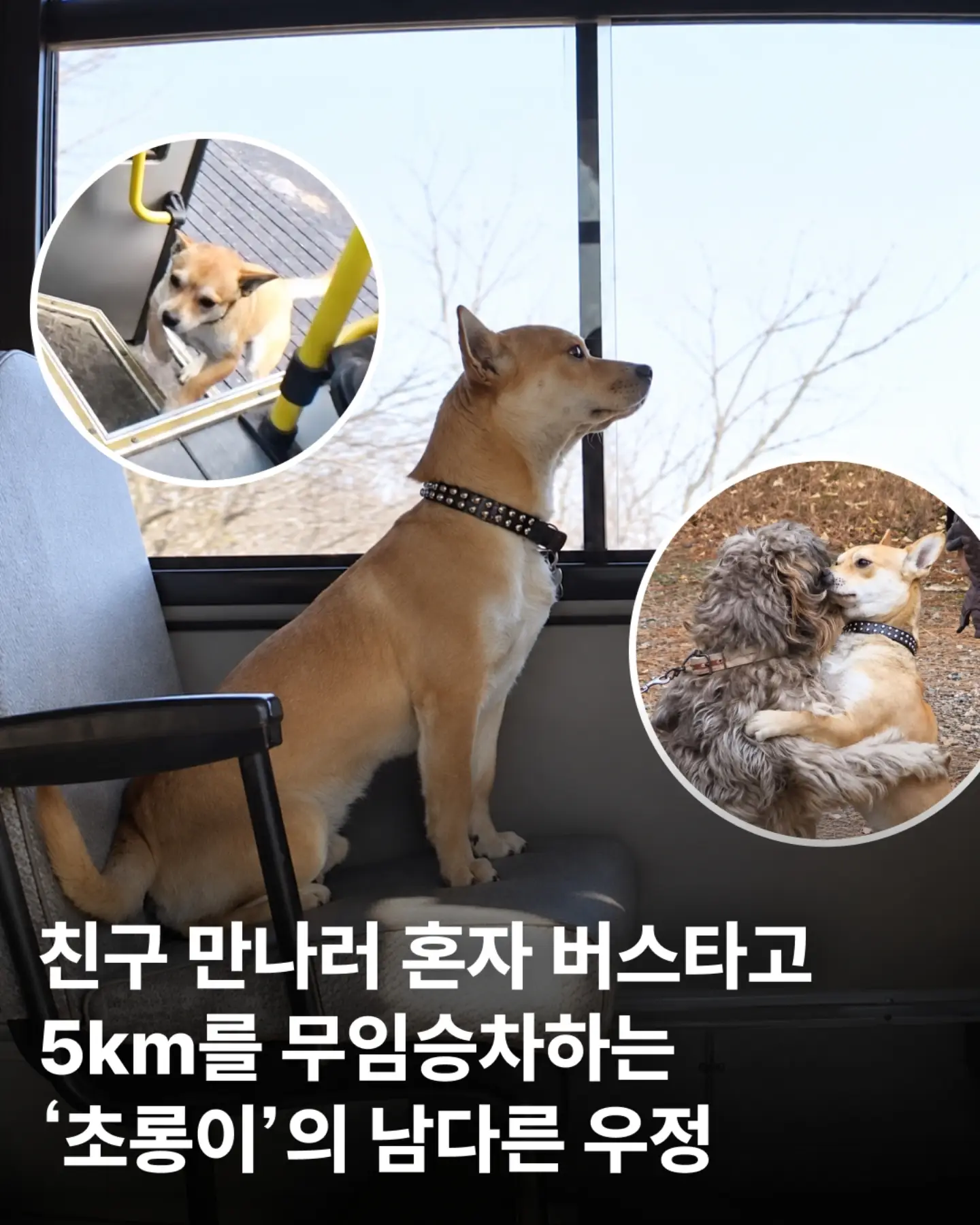 친구 만나러 매일 무임승차하는 강아지