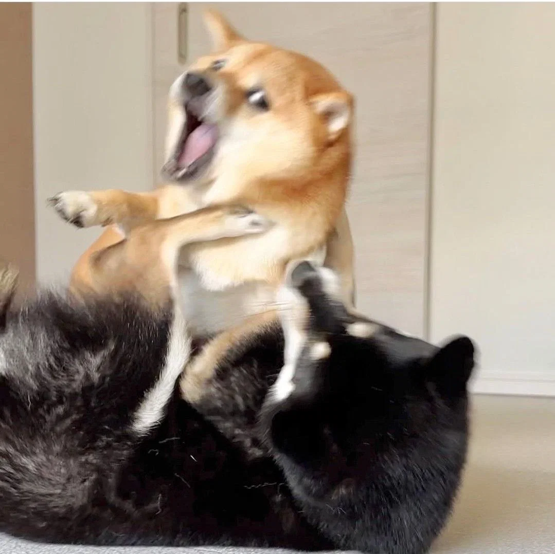 맘마를 맛있게 먹은게 분명한 아기냥이 (10)