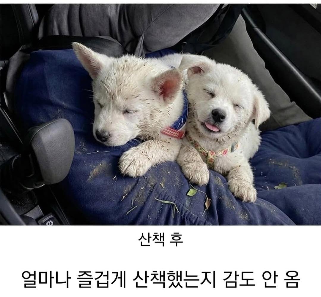시고르자브르종  산책 전 후..! (2)
