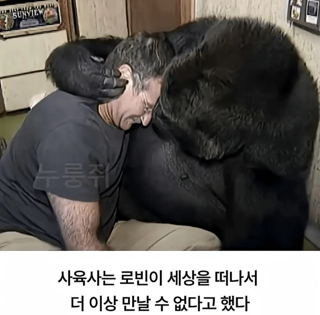 세계 최초로 수어를 이용해 인간과의 대화에 성공한 고릴라 (10)