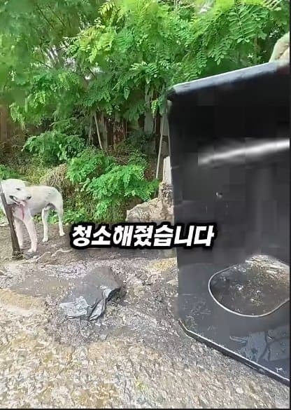 평생 목욕 한번 안 해본 차고지 지킴이 2살 한성이의 생애 첫 목욕대작전 (14)