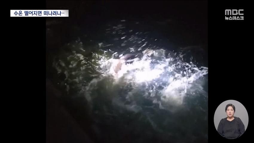 국민 상어 부캉이, 새끼 낳았나 (14)