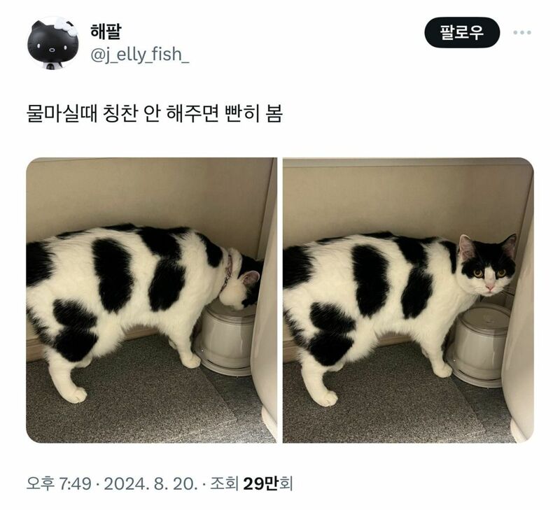 홀스타인 고양이