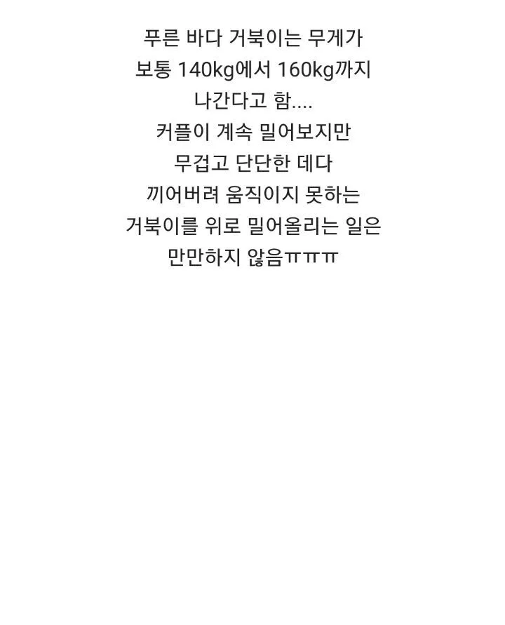 바위 뜸에 빠진 거북이 구해주는 커플