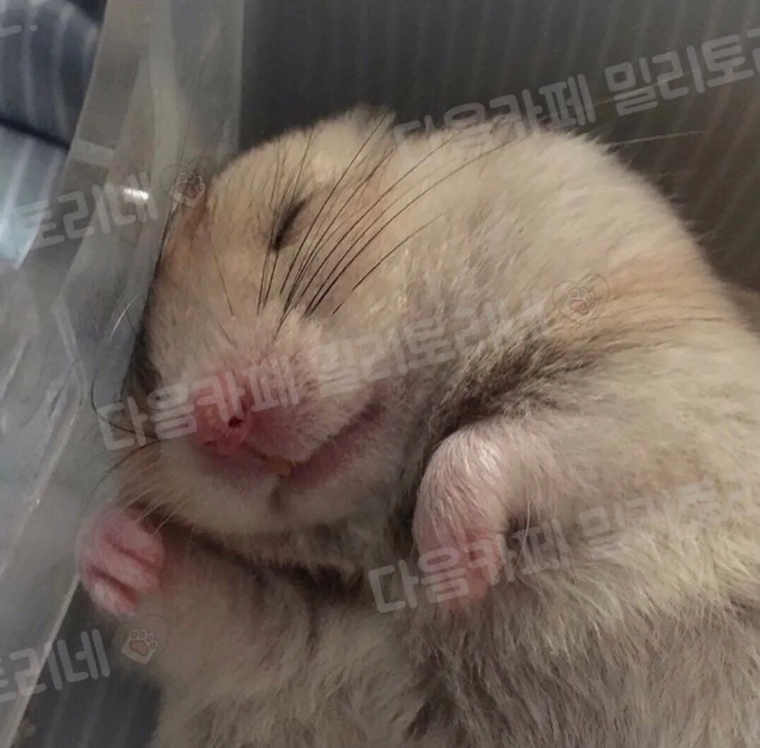 내가 병원 입원하느라 우리 햄스터 친구집에 맡긴 적 있었는데 ㅋㅋㅋㅋ